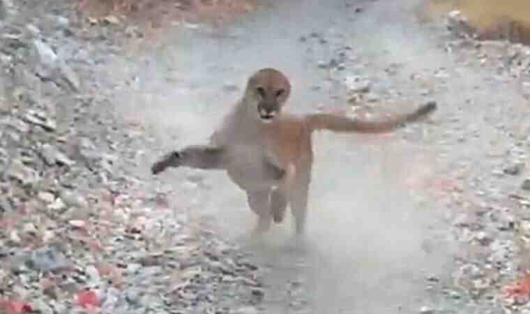 Korku dolu anlar! Yürüyüş yaparken peşine puma takıldı