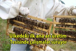 Ülkedeki ilk ana arı üretim tesisinde çalışmalar sürüyor