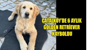 Çatalköy’de 6 Aylık Golden Retriever Kayboldu