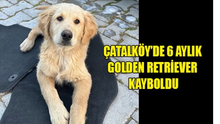 Çatalköy’de 6 Aylık Golden Retriever Kayboldu