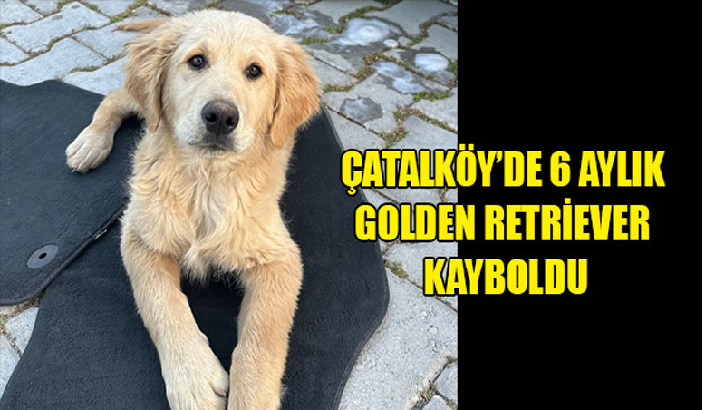 Çatalköy’de 6 Aylık Golden Retriever Kayboldu