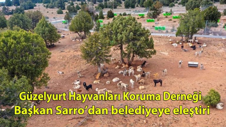 Güzelyurt Hayvanları Koruma Derneği Başkanı Sarro’dan belediyeye eleştiri