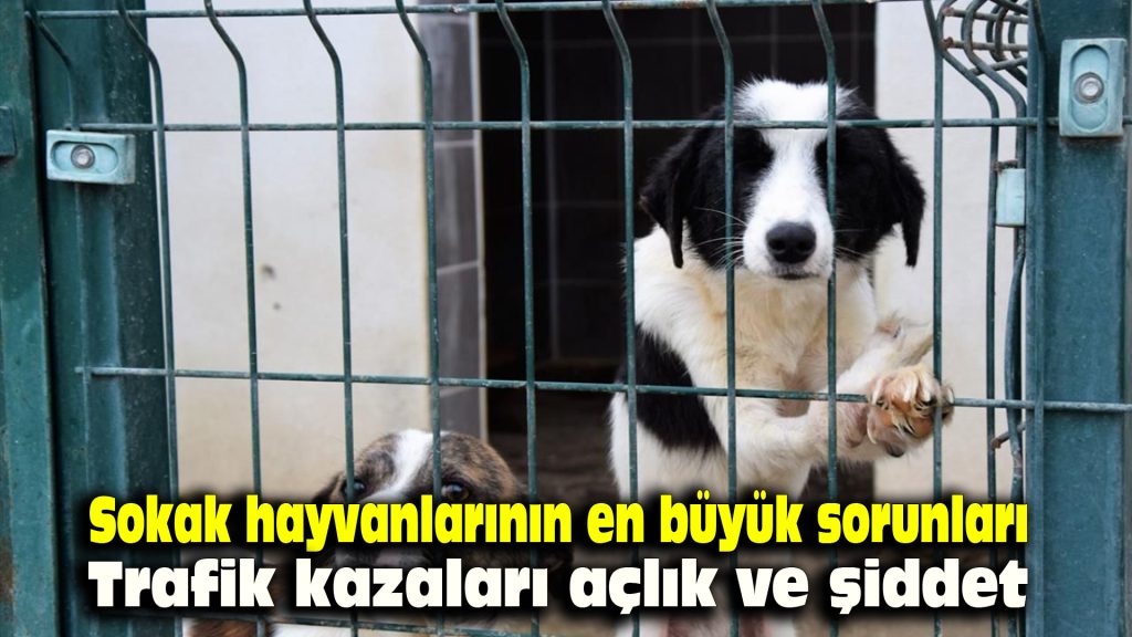 Sokak hayvanlarının en büyük sorunları trafik kazaları, açlık ve şiddet