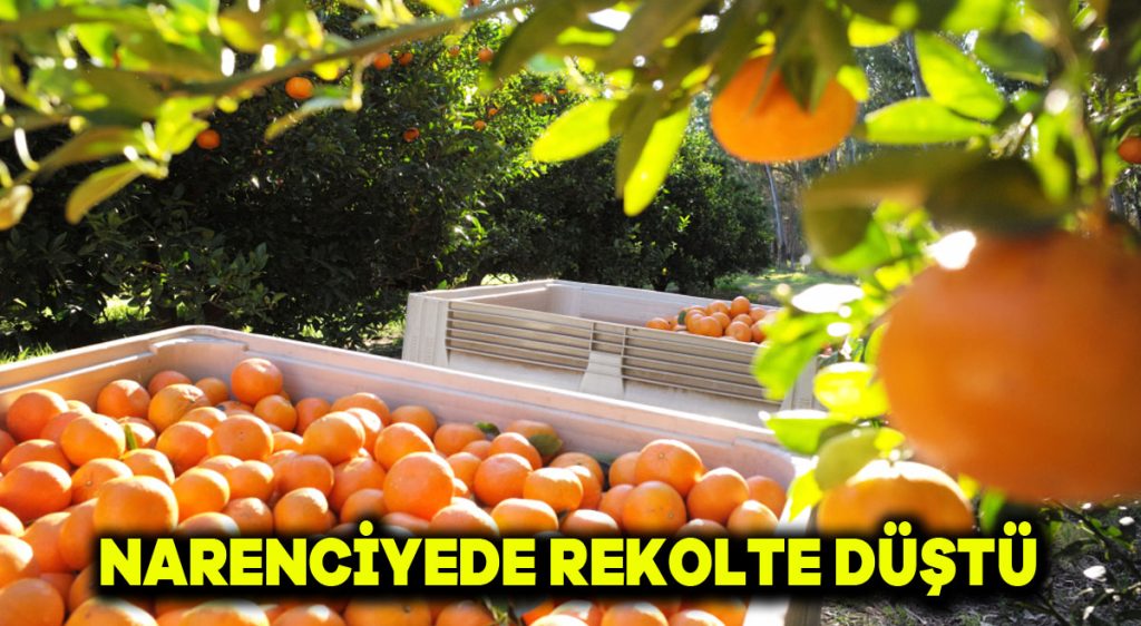 Narenciyede rekolte düştü