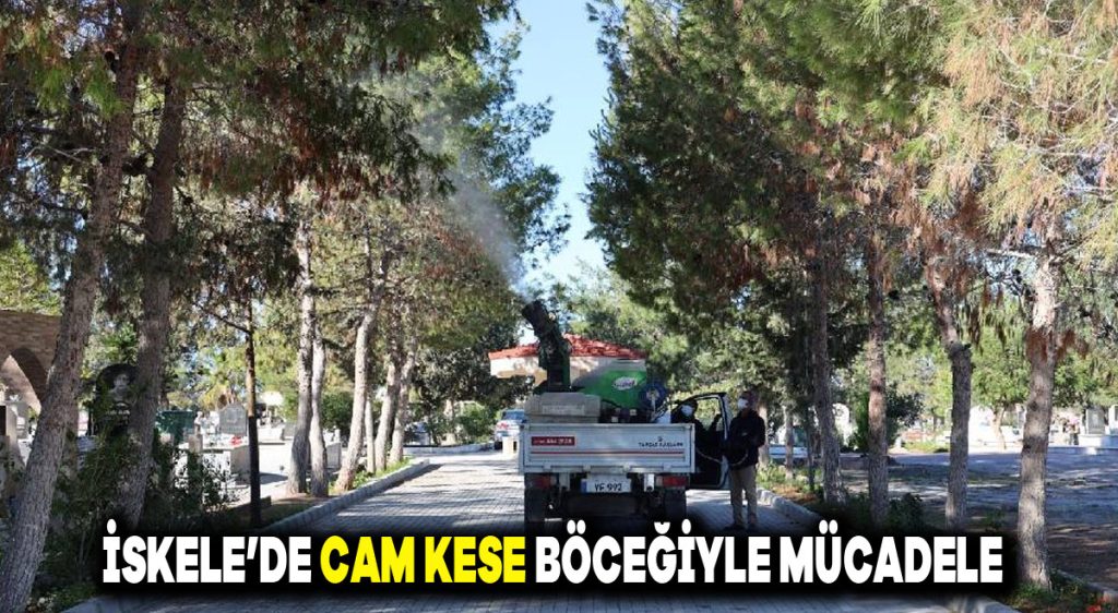 İskele’de çam kese böceğiyle mücadele