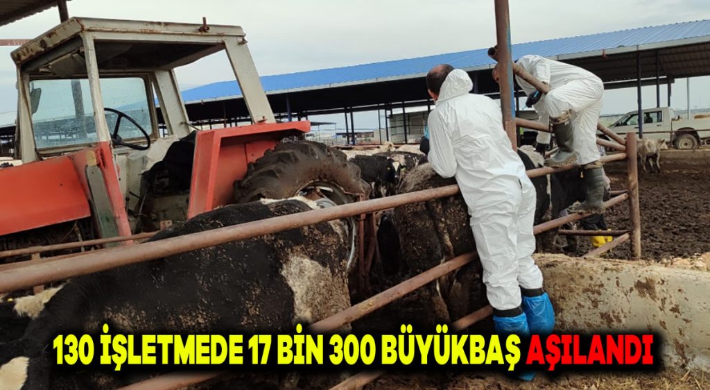 130 İşletmede 17 Bin 300 Büyükbaş Aşılandı