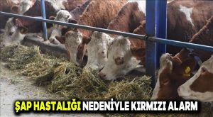 Şap Hastalığı Nedeniyle Kırmızı Alarm