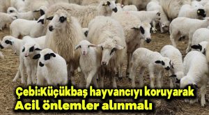 Çebi: Küçükbaş hayvancıyı koruyacak acil önlemler alınmalı