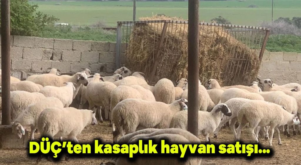 DÜÇ’ten kasaplık hayvan satışı…