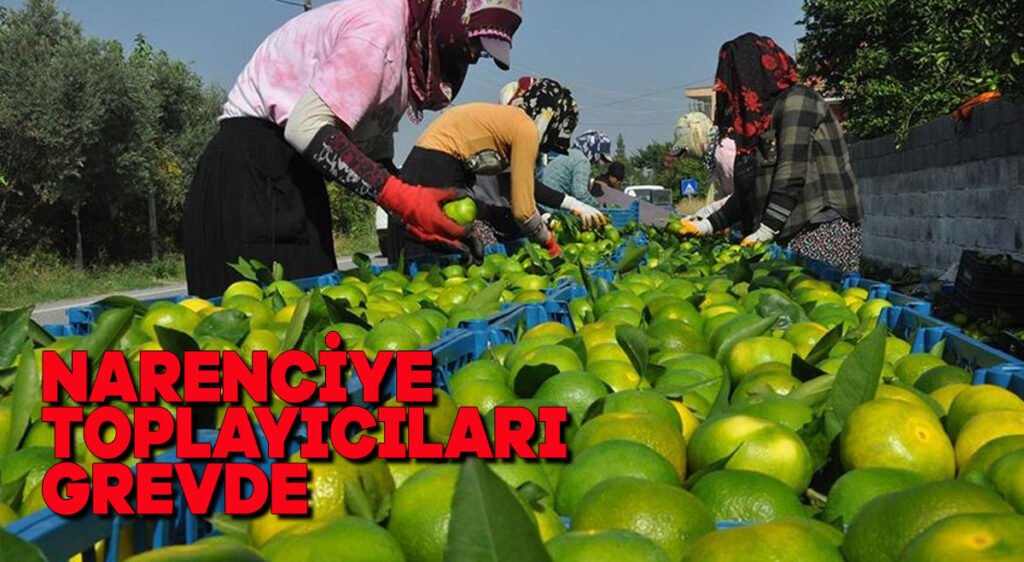 Narenciye toplayıcıları grevde
