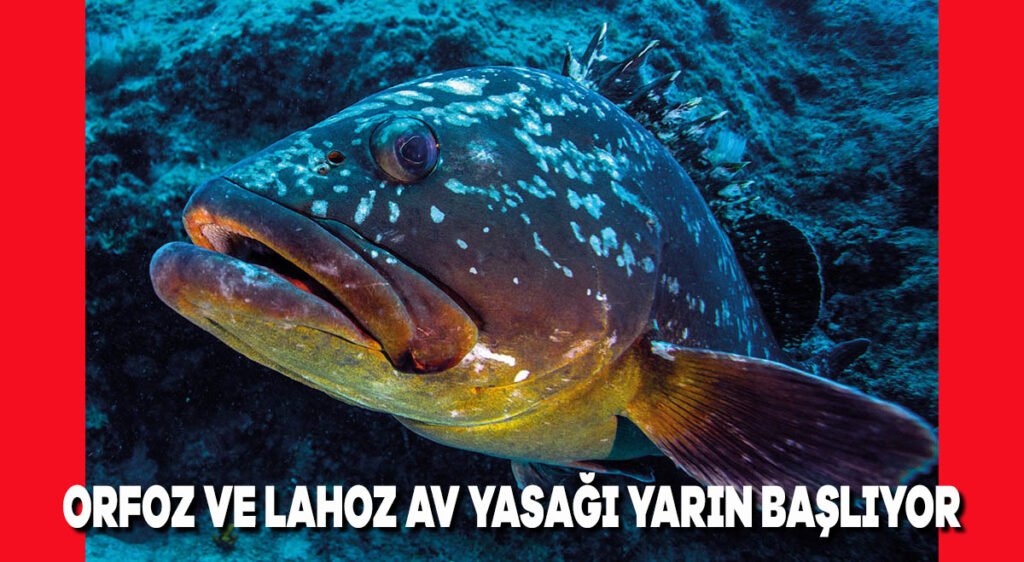 Orfoz ve Lahoz av yasağı yarın başlıyor