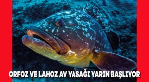 Orfoz ve Lahoz av yasağı yarın başlıyor